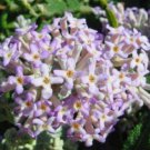 10 seeds - Eutrochium maculatum Gateway | Joe Pye Weed Plant #ggvm5