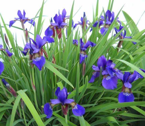25 seeds - Iris sibirica Caesar's Brother Plant #ggvm5