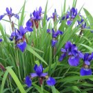 25 seeds - Iris sibirica Caesar's Brother Plant #ggvm5