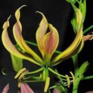 10 seeds - Rare Gloriosa superba carsonii Plant #ggvm5