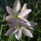 10 seeds - Hesperantha schizostylis sp. Lily Plant #ggvm5