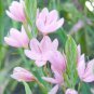 10 seeds - Hesperantha schizostylis sp. Lily Plant #ggvm5