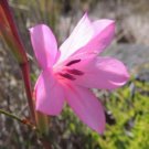 10 seeds - Hesperantha schizostylis Jacqueline Kaffir Lily Plant #ggvm5