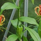 10 seeds - Gloriosa superba rothschildiana Glory Lily Plant #ggvm5