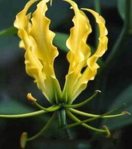 10 seeds - Gloriosa lutea Flame Lily Plant #ggvm5