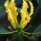 10 seeds - Gloriosa lutea Flame Lily Plant #ggvm5