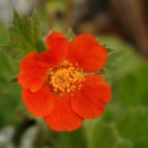 15 seeds - Geum coccineum Cooky Plant #ggvm5