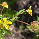 15 seeds - Geum aleppicum Yellow Avens Plant #ggvm5