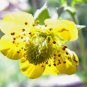 15 seeds - Geum aleppicum Yellow Avens Plant #ggvm5