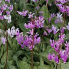 10 seeds - Dodecatheon amethystinum Jeweled Shooting Star Plant #ggvm5