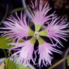 30 seeds - Dianthus superbus Kawara Mix Fringed Plant #ggvm5