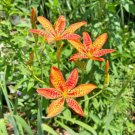 10 seeds - Belamcanda chinensis Blackberry Lily Plant #ggvm5
