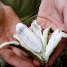 5 seeds - Banana - Musa schizocarpa (Self Splitting) Plant #ggvm5
