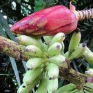 5 seeds - Banana - Musa muluensis Plant #ggvm5