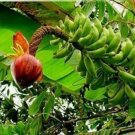 5 seeds - Banana - Musa borneensis var. Borneensis Plant #ggvm5