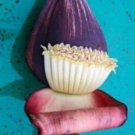 5 seeds - Banana - Musa bauensis Plant #ggvm5