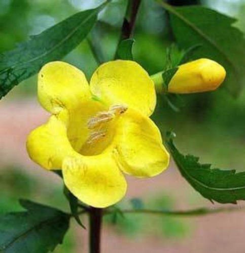 20 seeds - Aureolaria grandiflora Yellow False Foxglove Plant #ggvm5