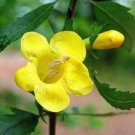 20 seeds - Aureolaria grandiflora Yellow False Foxglove Plant #ggvm5