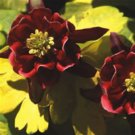 15 seeds - Aquilegia vulgaris Sunburst Ruby Plant #ggvm5