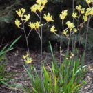 10 seeds - Rare Anigozanthos flavidus - Green Kangaroo Paw Plant #ggvm5