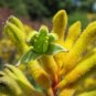 10 seeds - Rare Anigozanthos flavidus - Green Kangaroo Paw Plant #ggvm5
