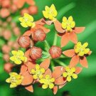 10 seeds - Asclepias curassavica Apollo Orange (Monarch Host Plants) Plant #ggvm5