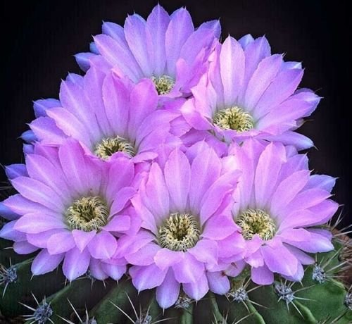 15 seeds - Acanthocalycium violaceum cactus - Acanthocalycium spiniflorum Plant #ggvm5