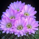 15 seeds - Acanthocalycium violaceum cactus - Acanthocalycium spiniflorum Plant #ggvm5