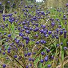 10 seeds - Dianella nigra - New Zealand Blueberry Plant #ggvm5