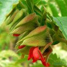 10 seeds - Melianthus comosus Tufted Honey Flower Plant #ggvm5