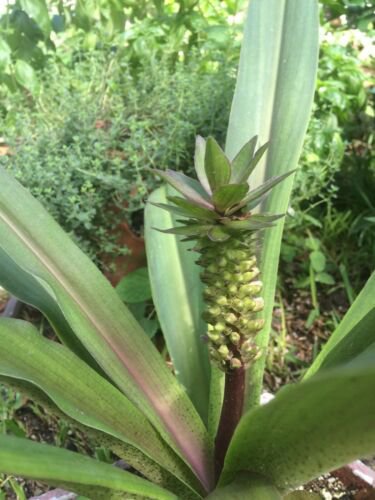 5 seeds - Eucomis comosa Bicolor Pineapple Lily Plant #ggvm5