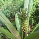 5 seeds - Eucomis comosa Bicolor Pineapple Lily Plant #ggvm5