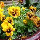 10 seeds - Viola x williamsii Tiger Eyes Plant #ggvm5