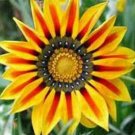 30 seeds - Chrysanthemum carinatum Painted Daisy Plant #ggvm5
