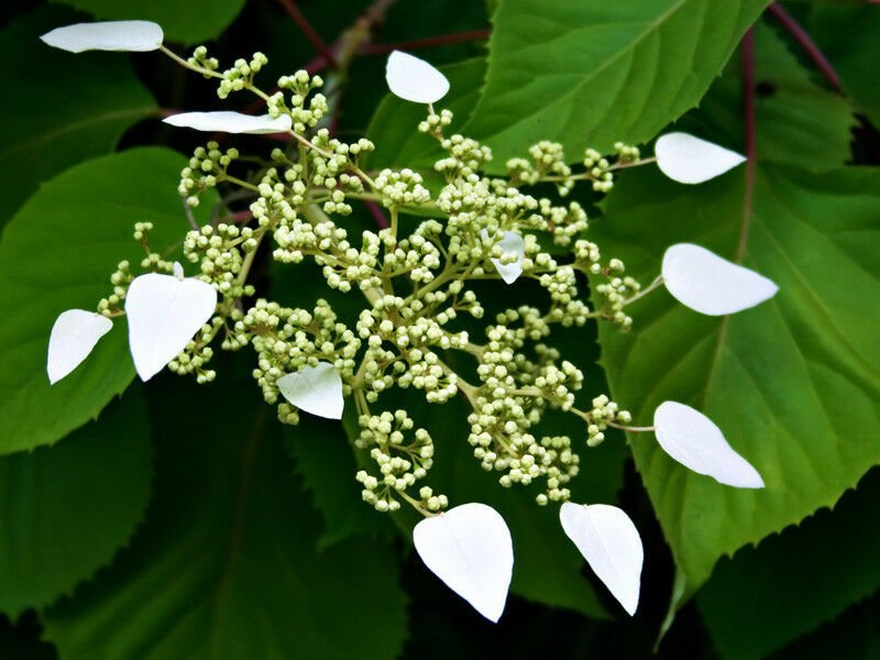 25 seeds - Schizophragma hydrangeoides - Japanese Hydrangea Plant #ggvm5