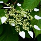 25 seeds - Schizophragma hydrangeoides - Japanese Hydrangea Plant #ggvm5