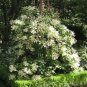 25 seeds - Schizophragma hydrangeoides - Japanese Hydrangea Plant #ggvm5