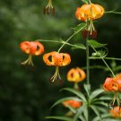 10 seeds - Lilium superbum Turks Cap Lily Plant #ggvm5
