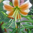10 seeds - Lilium Lady Alice Bright Star Plant #ggvm5