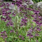 20 seeds - Penstemon whippleanus Whipple's Penstemon Plant #ggvm5