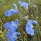 10 seeds - Salvia azurea gradiflora Blue Sage Plant #ggvm5