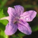 15 seeds - Ruellia strepens Limestone Wild Petunia Plant #ggvm5