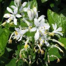10 seeds - Paradisea lusitanica Paradise Lily Plant #ggvm5