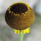 50 seeds - Helenium puberulum - Autumn Lollipop Plant #ggvm5