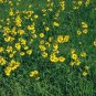 50 seeds - Helenium puberulum - Autumn Lollipop Plant #ggvm5