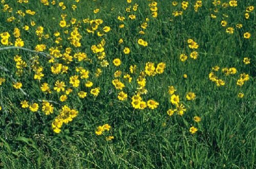 250 seeds - Helenium puberulum - Autumn Lollipop Plant #ggvm5