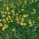 250 seeds - Helenium puberulum - Autumn Lollipop Plant #ggvm5