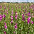 15 seeds - Gladiolus palustris Marsh gladiolus Sword Lily Plant #ggvm5