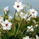 10 seeds - Mirabilis oblongifolia Velvet Umbrella Plant #ggvm5