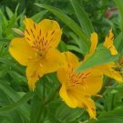 8 seeds - Alstromeria aurea Plant #ggvm5